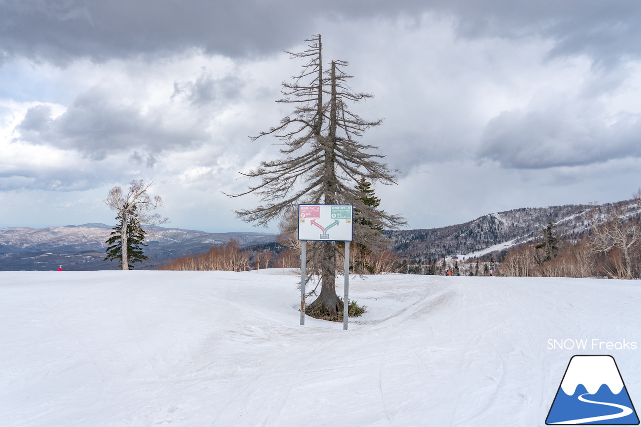 キロロリゾート｜寒波到来で、雪解けはひと休み。滑走距離2,000ｍ級のロングコースを楽しみましょう(^_-)-☆